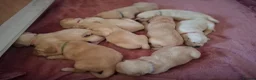 Labrador Retriever dogs for sale: Golden labrador retriever  in Huntingdon - Advert 9