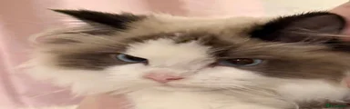 Ragdoll 1