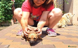 Mixed Breed dogs for adoption: Meet COOKIE, a Lovely Puppy Girl for a Loving Home - Image 16