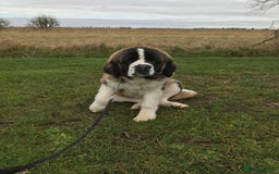 Saint Bernard dogs for sale: Stunning KC reg Saint Bernard puppies  - Image 33