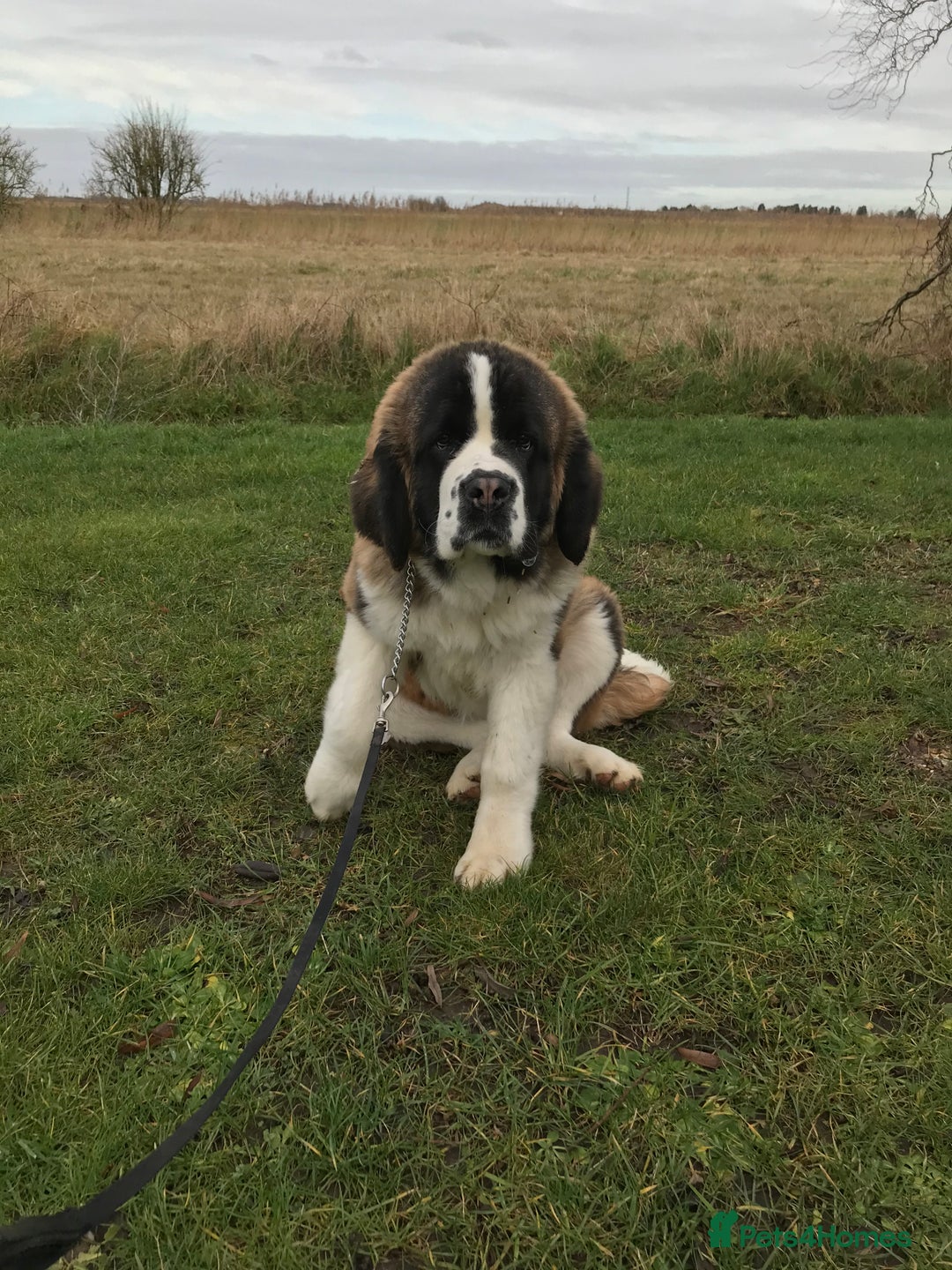 Saint Bernard dogs for sale: Stunning KC reg Saint Bernard puppies  - Image 33