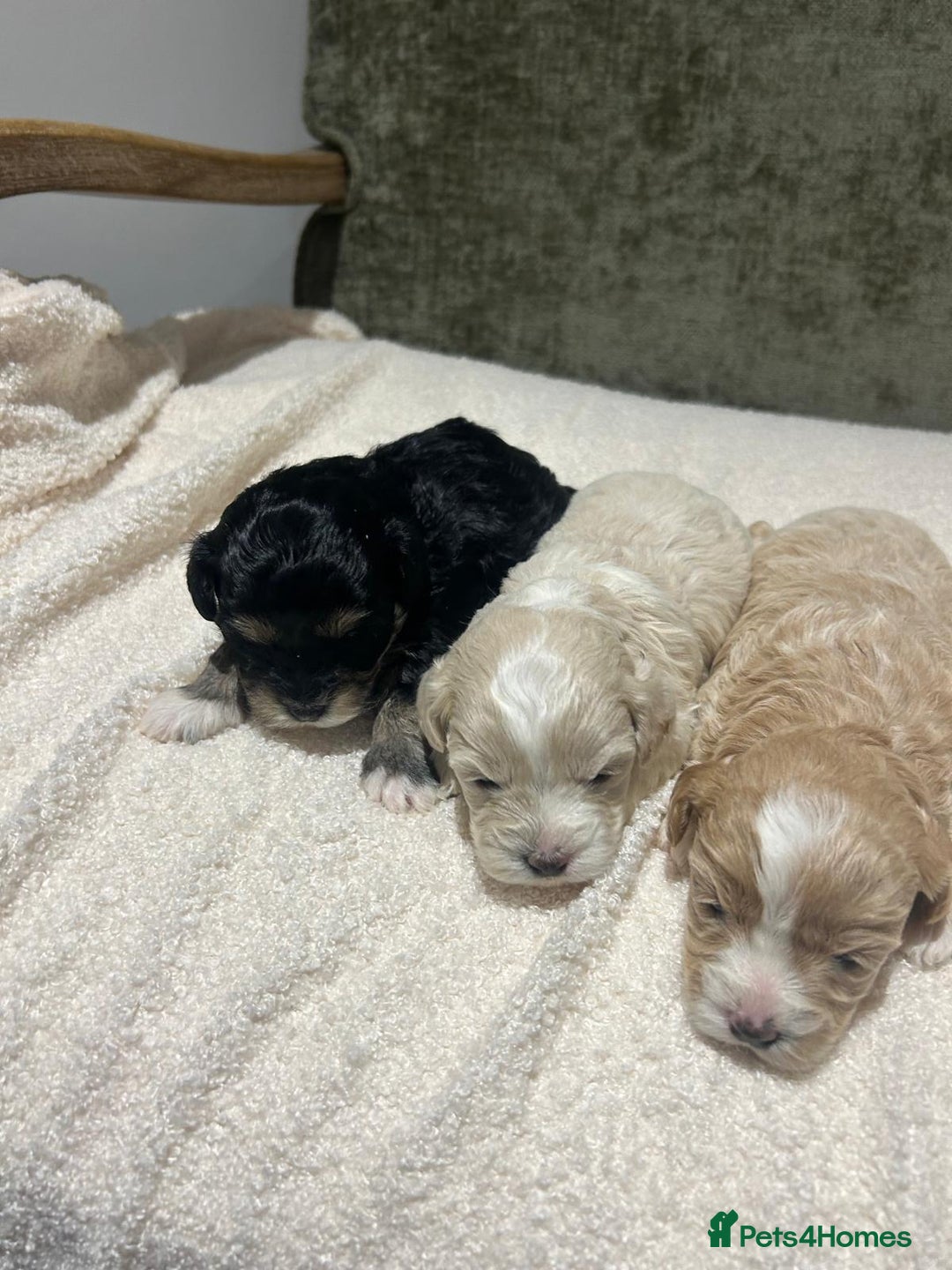 Maltipoo dogs for sale: Maltipoo puppies  - Advert 3
