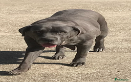 Cane Corso dogs for sale: Beautiful Blue Cane Corso Girls Ready Now - Image 14