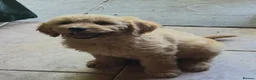 Mini Goldendoodle dogs for sale: Health-Tested Family Happy Sociable Goldendoodles - Advert 34