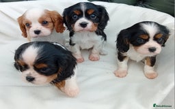 Cavalier King Charles Spaniel dogs for sale: Beautiful king charles puppies - Image 4