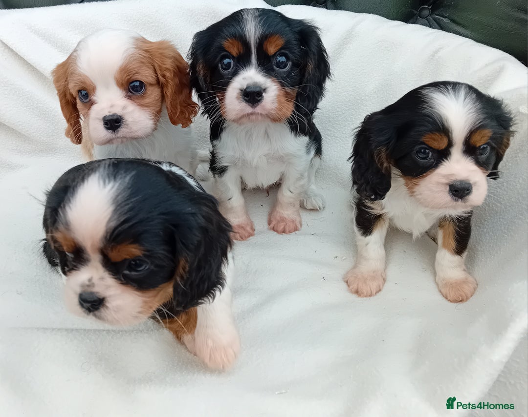 Cavalier King Charles Spaniel dogs for sale: Beautiful king charles puppies - Image 4