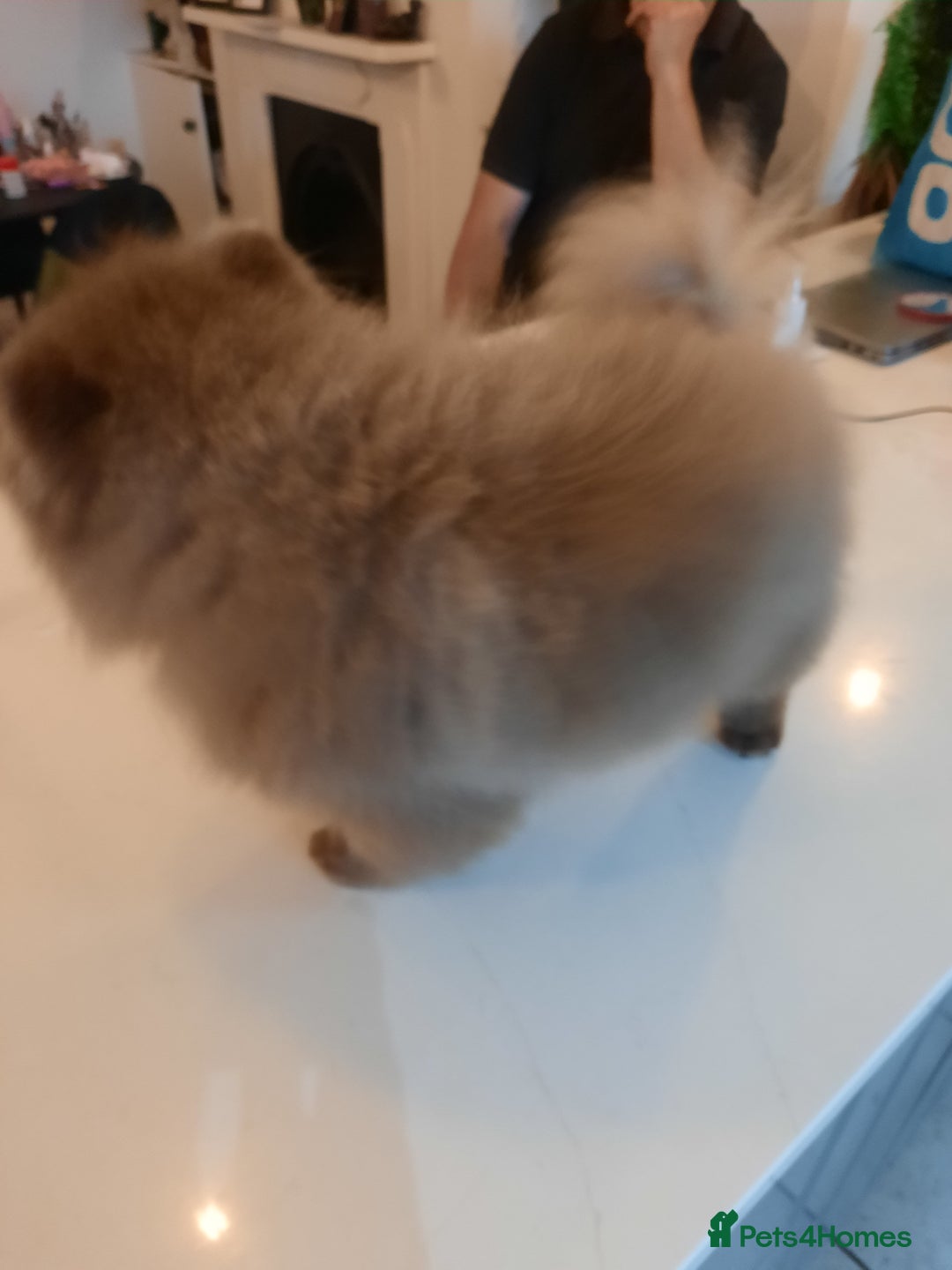 Pomeranian dogs for stud: Tiny lilac boy KC registered proven - Advert 2