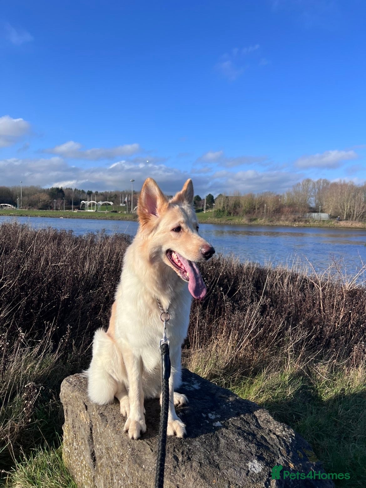 German Shepherd dogs German shepherd  - Advert 3