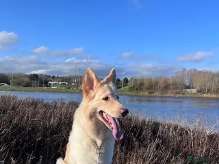 German Shepherd dogs German shepherd - Advert 3