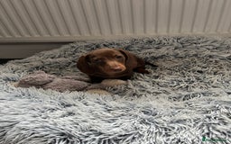 Miniature Dachshund dogs for sale: READY NOW - short haired miniature dachshunds  - Image 19