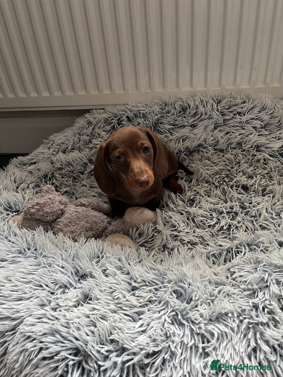 Miniature Dachshund dogs for sale: READY NOW - short haired miniature dachshunds  - Image 19