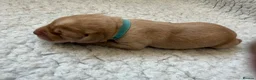 Labrador Retriever dogs for sale: K.C.Reg Superb Labrador Puppies - Advert 12