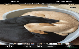 Labrador Retriever dogs for sale: Mum and son need to be rehomed hopefully together - Advert 8