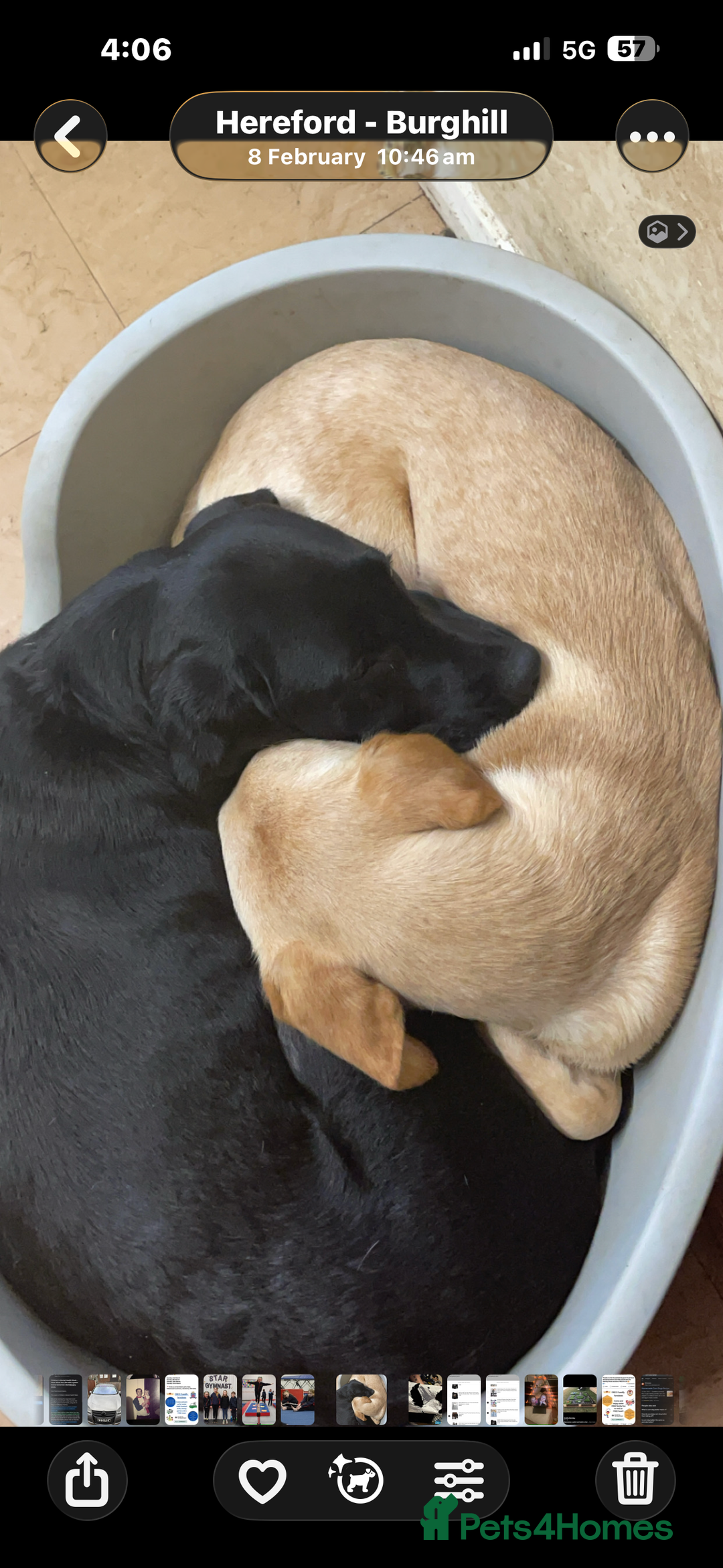 Labrador Retriever dogs for sale: Mum and son need to be rehomed hopefully together - Advert 8