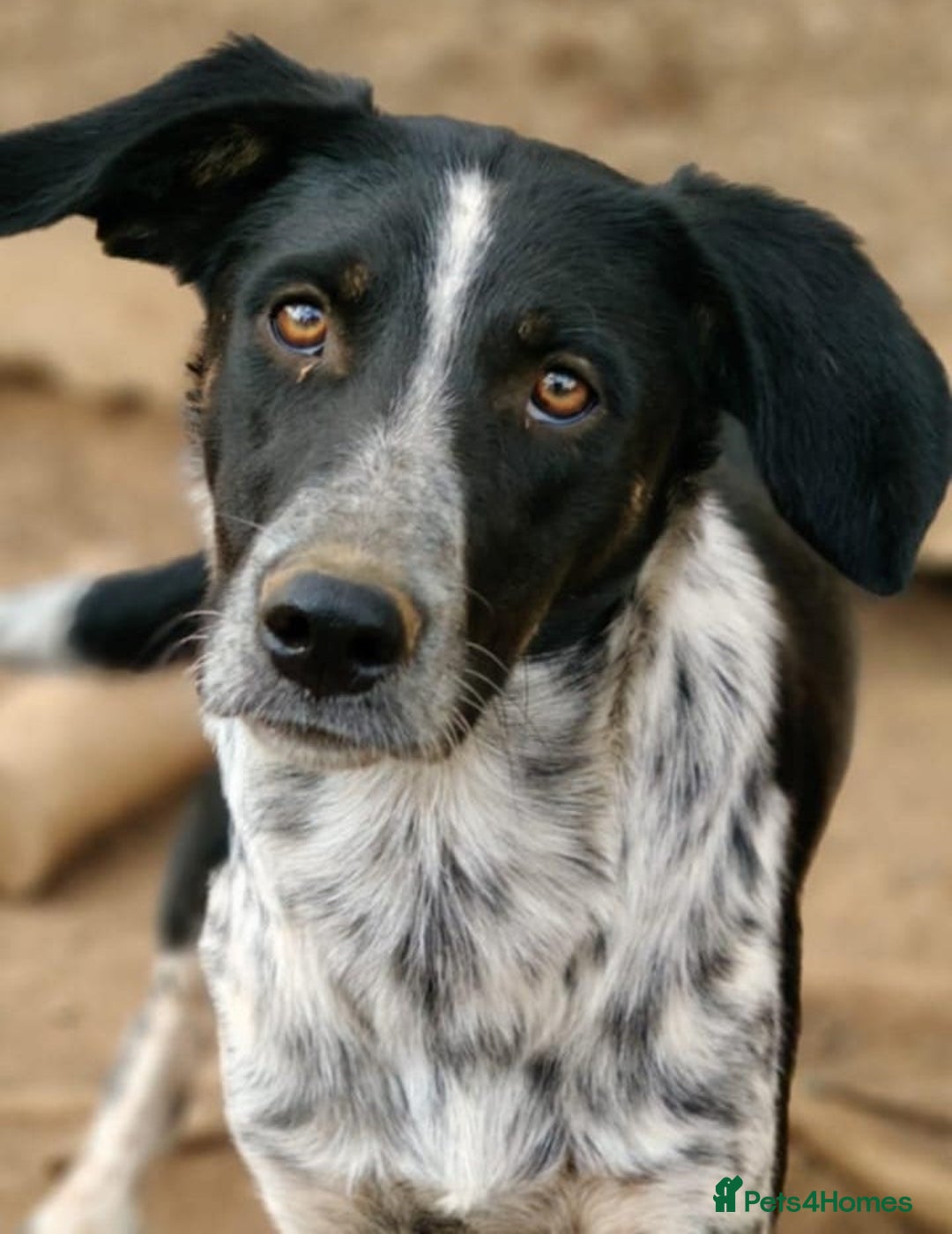 Mixed Breed dogs for adoption: Beau is looking for his forever home - Advert 3