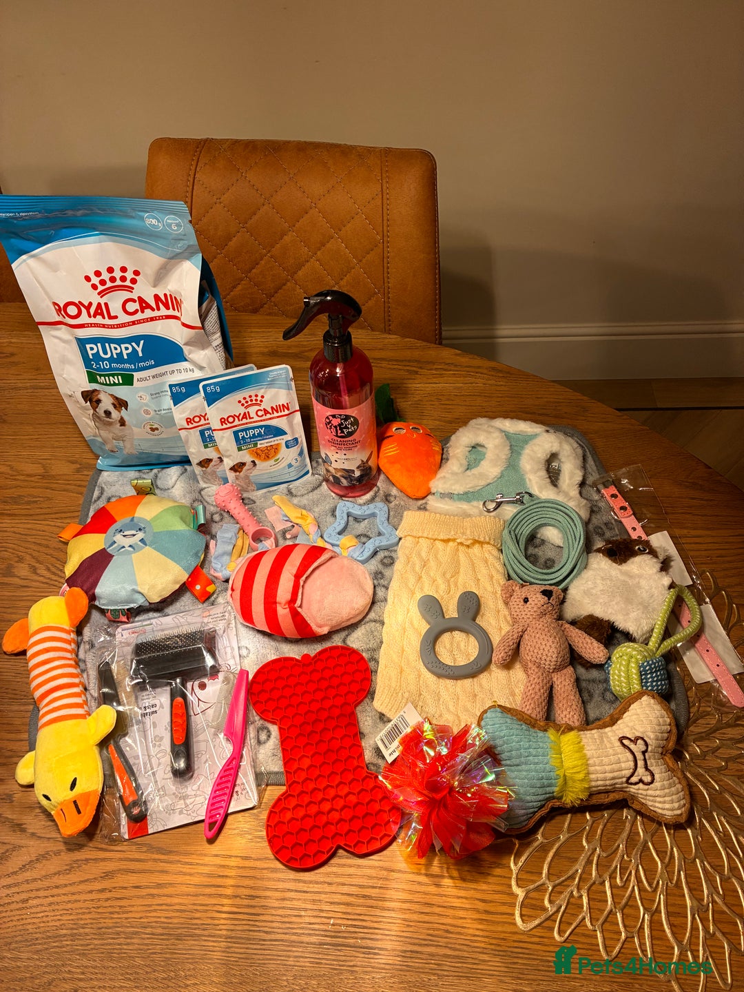 Toy Poodle dogs for sale: 5* Champion Bloodline  Asian Toy Poodles - Advert 15