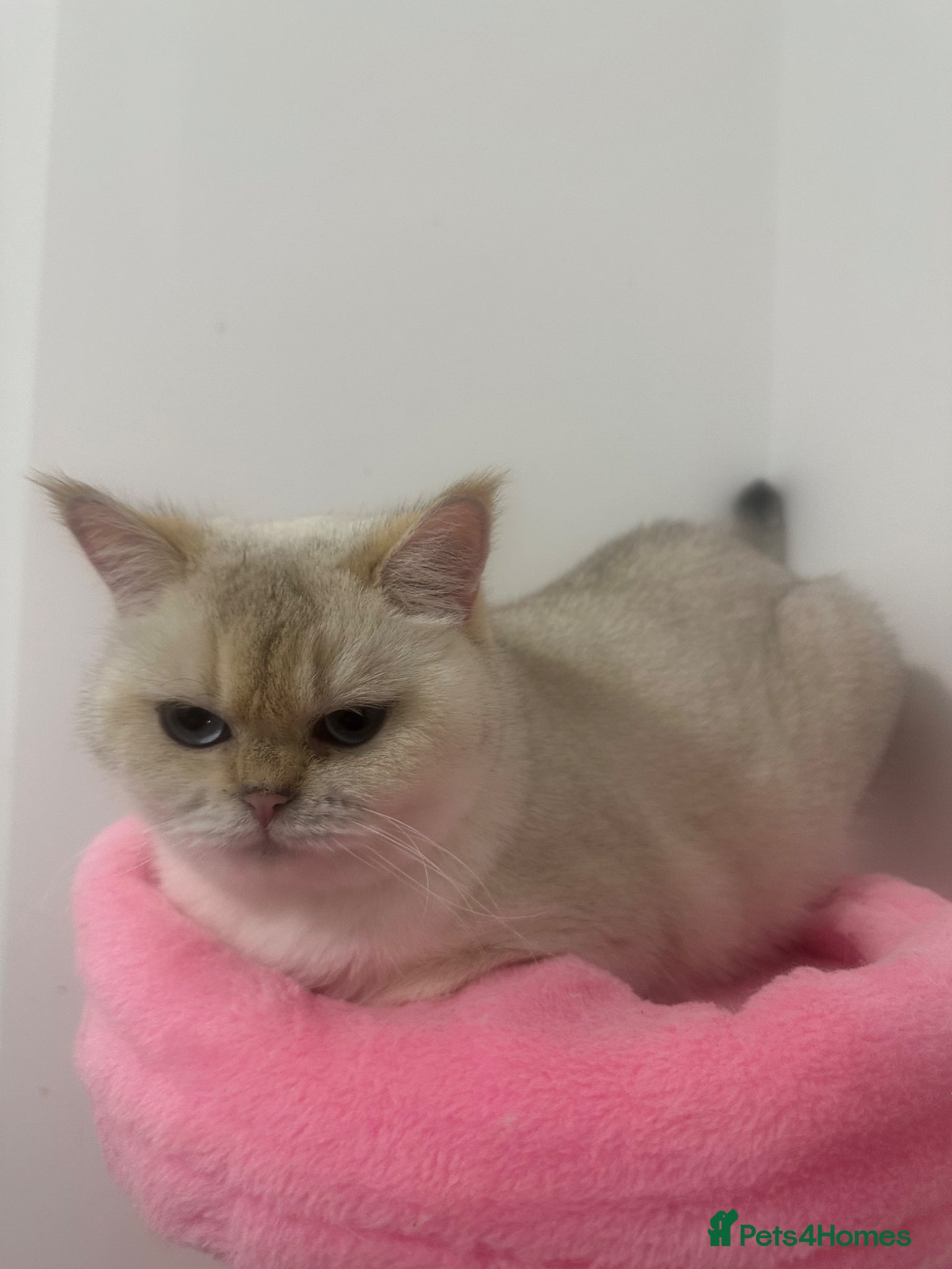 Persian cats Golden Point British Shorthair Female - Advert 21