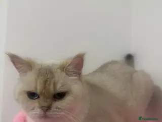 Persian cats Golden Point British Shorthair Female - Advert 21