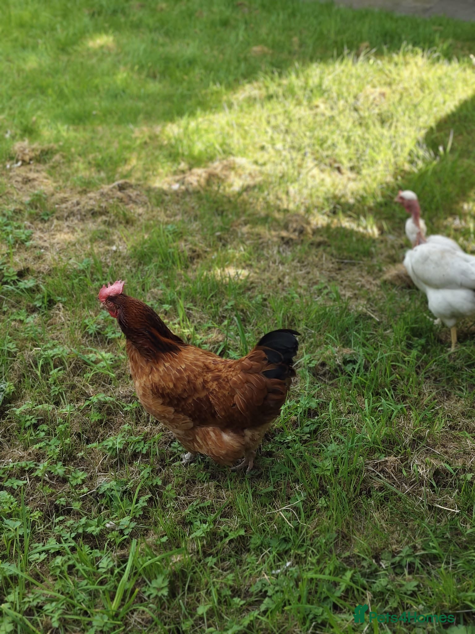 Chickens poultry Mixture of hens for sale  - Advert 3