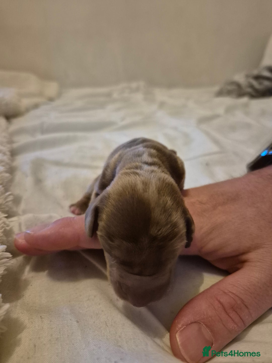 Miniature Dachshund dogs for sale: 🐶 Stunning Miniature Dachshunds ❤️ - Advert 5