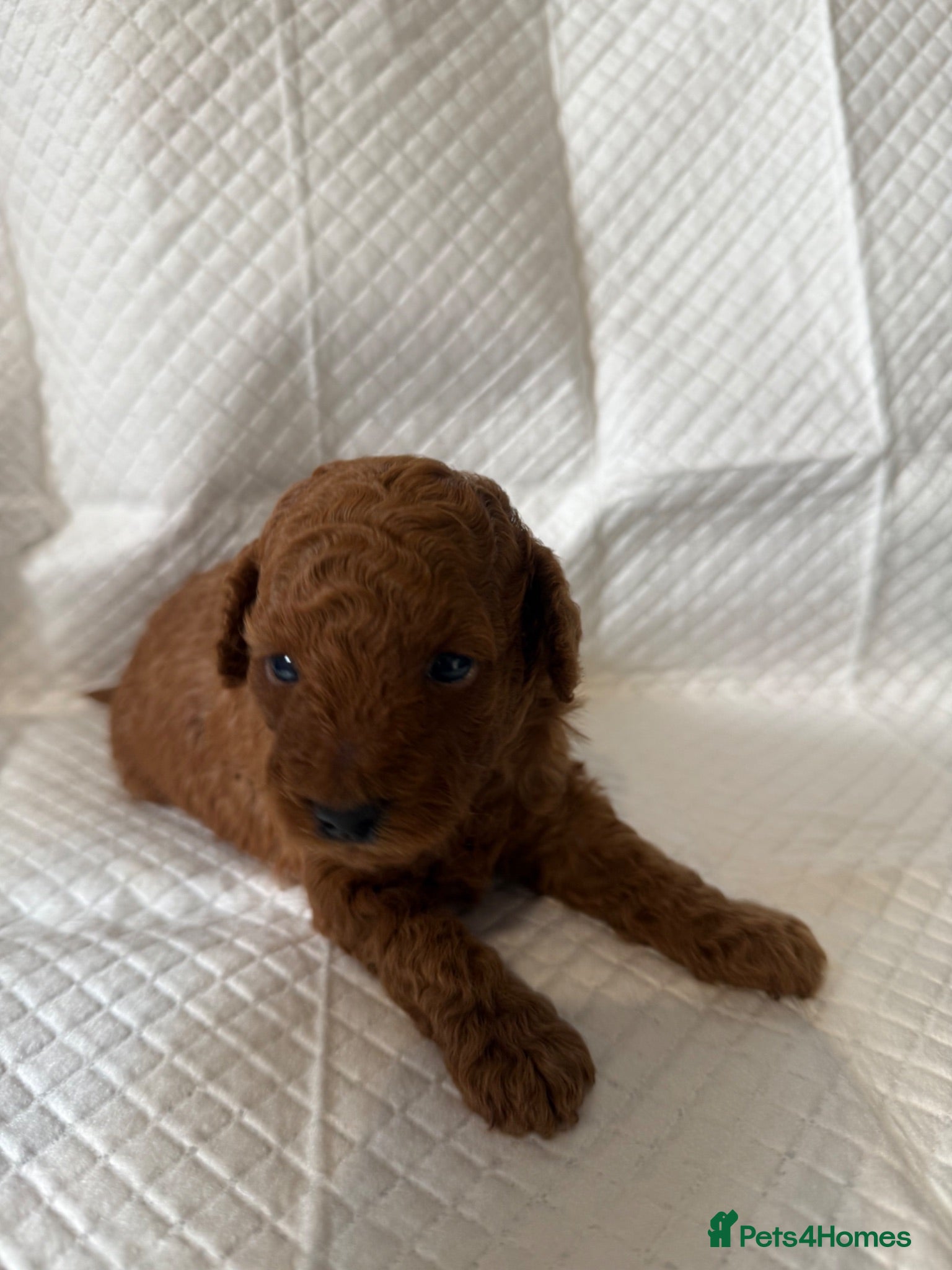 Miniature Poodle dogs Deep red kc reg miniture poodle puppy’s  - Advert 2