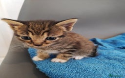 Mixed Breed cats for sale: 4 beautiful kittens ready for their forever home - Image 1