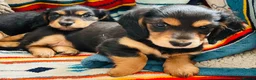 Miniature Dachshund dogs for sale: Black&Tan Puppies Looking for Their Forever Homes! - Advert 9