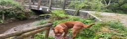 Dogue De Bordeaux dogs for sale: Ivy the loving Dogue de Bordeaux in Saint Austell - Advert 3