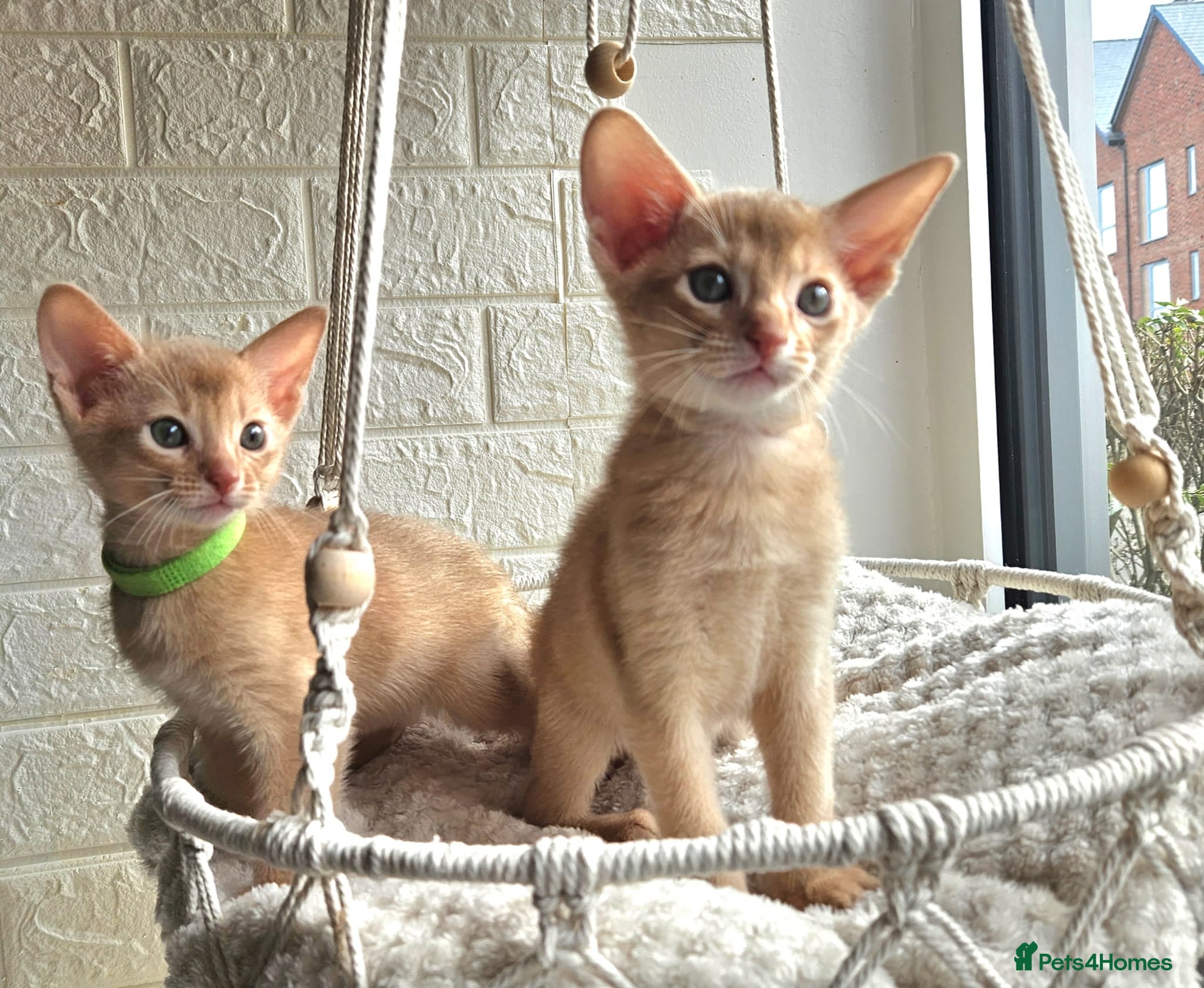 Abyssinian cats Abyssinian  - Advert 1