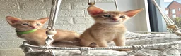 Abyssinian cats for sale: Abyssinian  - Advert 3