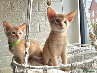 Abyssinian cats Abyssinian - Advert 1