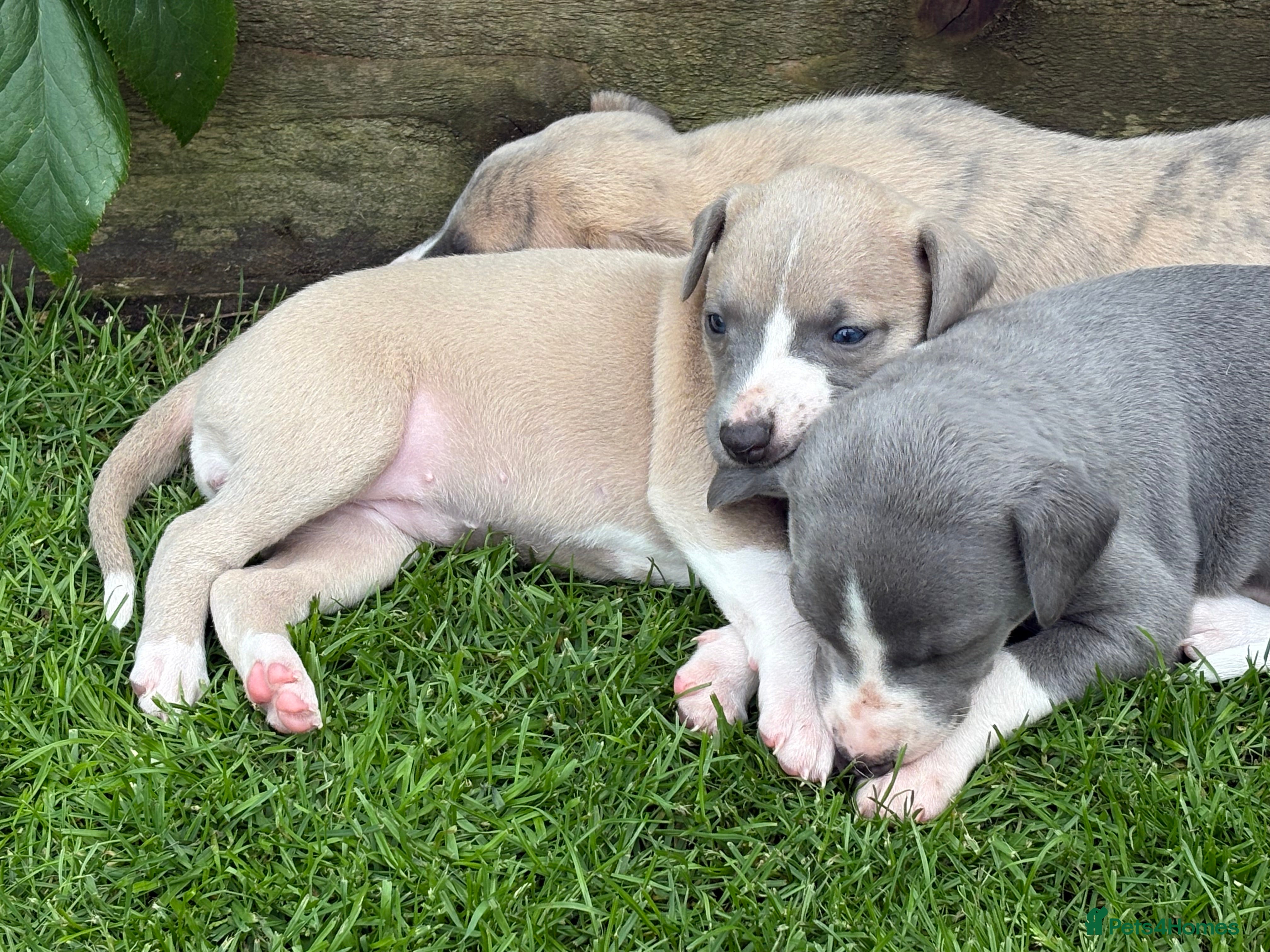 Whippet dogs Exceptional bred whippets for sale  - Advert 2