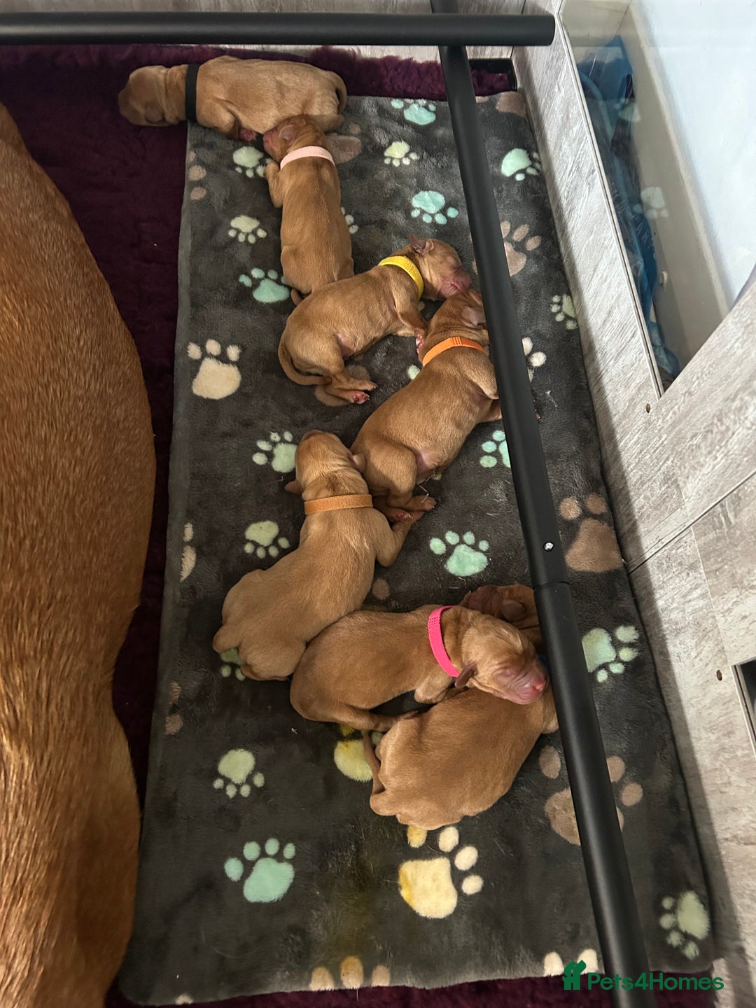 Labrador Retriever dogs for sale: 🐾 KC Registered Fox Red Lab Puppies 🐾 - Image 30