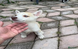 Siberian Husky dogs for sale: Siberian husky - Image 2