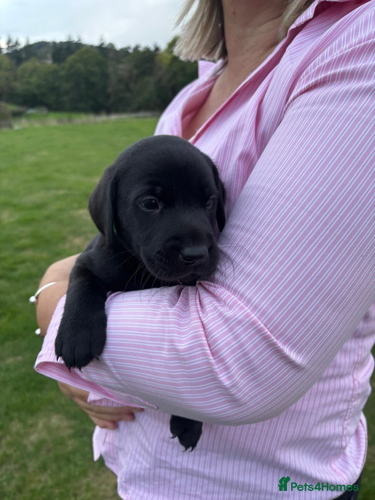 Labrador Retriever dogs Beautiful Black Labrador Pups  - Advert 2