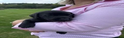 Labrador Retriever dogs for sale: Beautiful Black Labrador Pups  - Advert 2