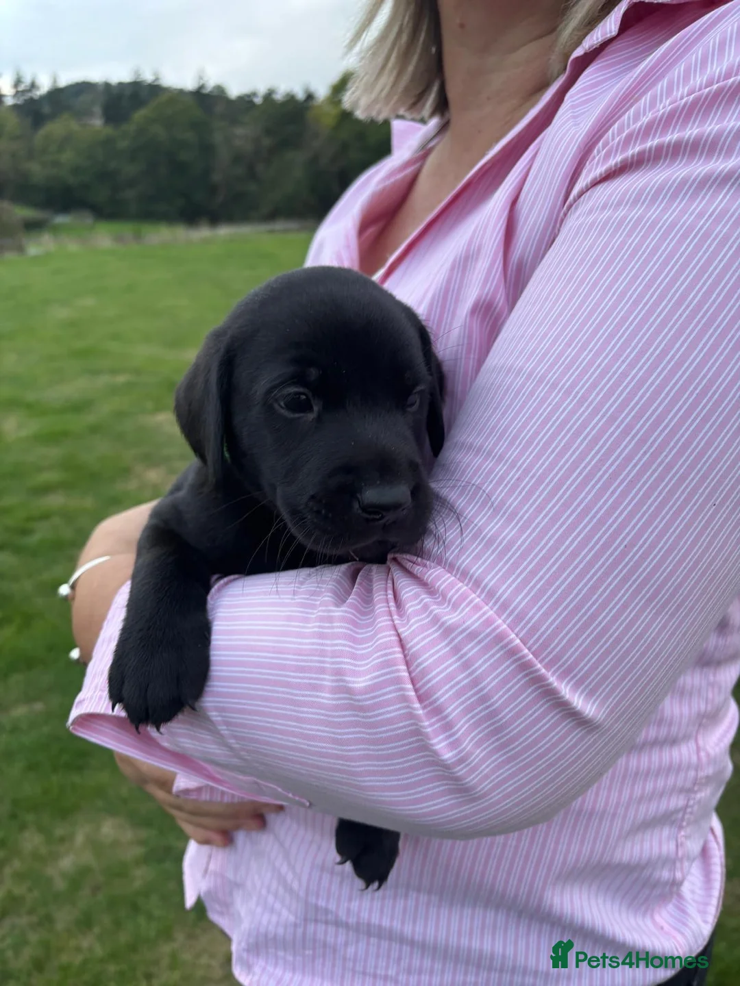 Labrador Retriever dogs for sale: Beautiful Black Labrador Pups  - Advert 2