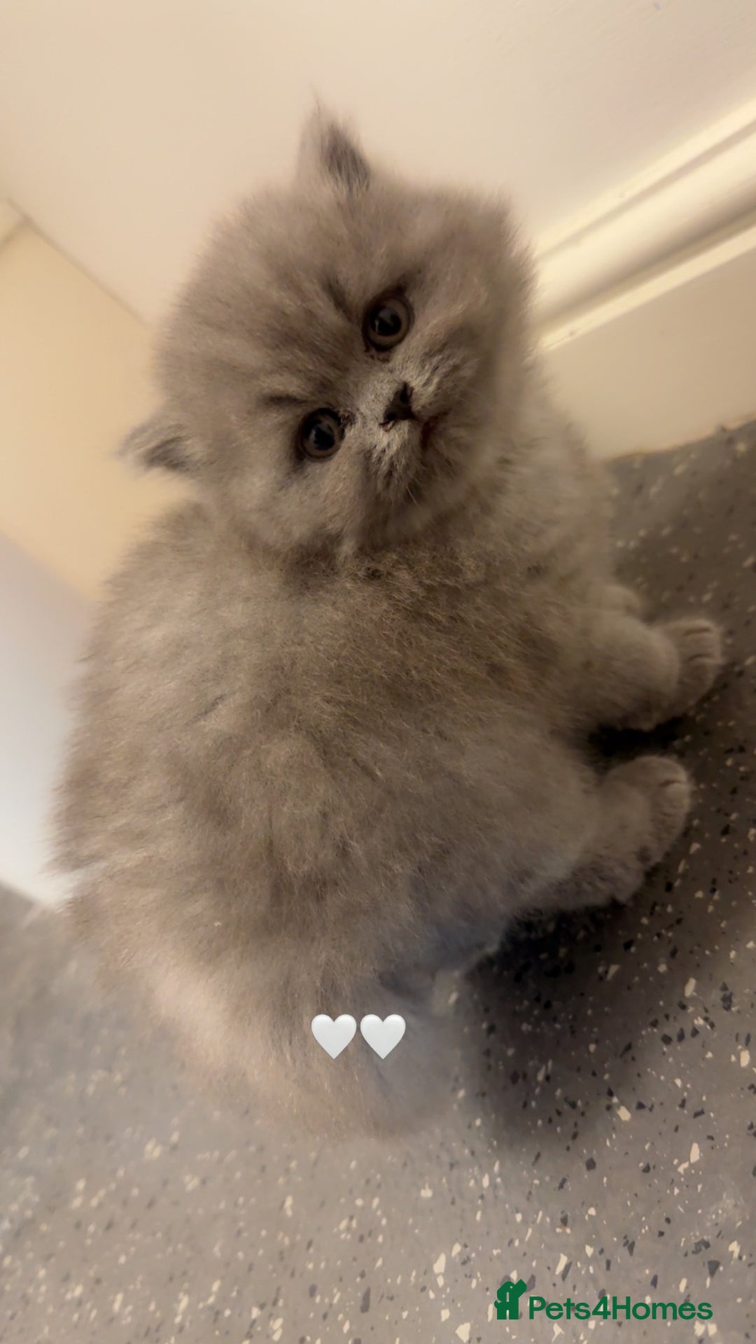 British Shorthair cats for sale: British shorthair kittens (1 FEMALE) - Advert 5