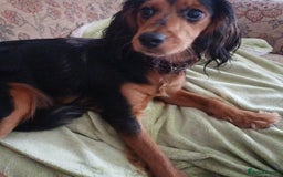 Mixed Breed dogs for sale: This is Snowy in kings lynn  in King's Lynn - Image 1