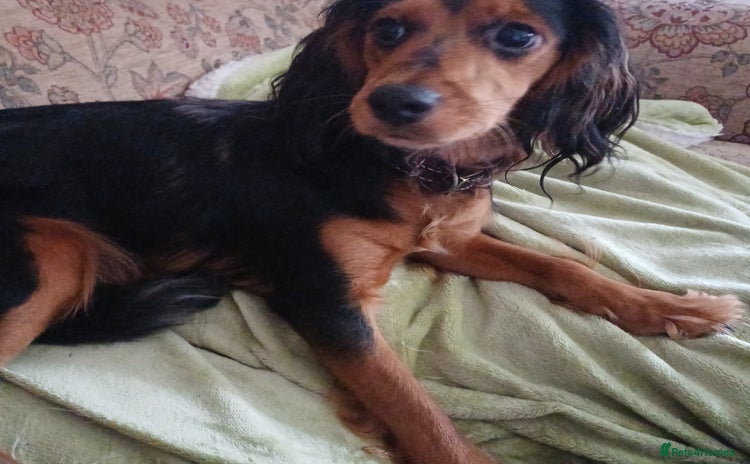 Mixed Breed dogs in King's Lynn - Advert 2