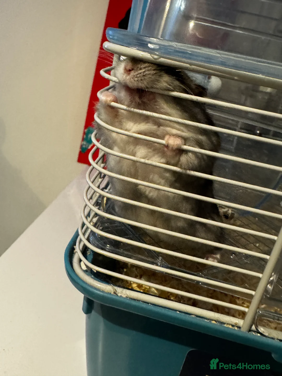 Hamster rodents for sale: Hamster For Sale  - Advert 1