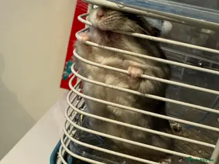 Hamster rodents Hamster For Sale - Advert 1