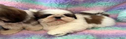 Shih Tzu dogs for sale: Lovely Shih Tzu puppies - Advert 11