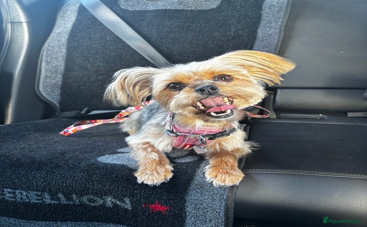 Yorkshire Terrier dogs - Advert 1