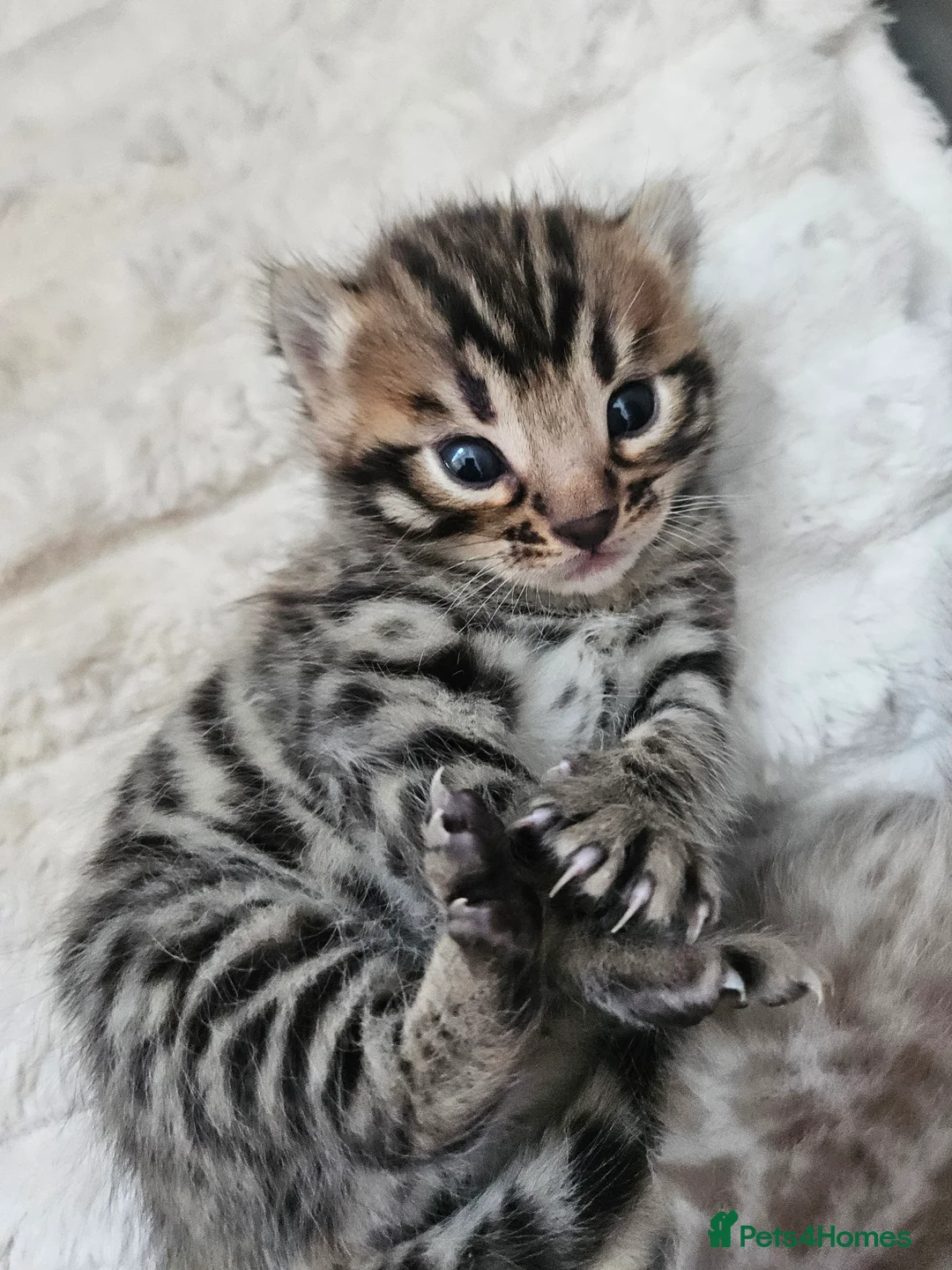 Bengal cats for sale: Stunning Bengal Kittens | TICA Registered - Advert 2