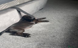 Mixed Breed dogs for sale: 6 month old Rocco - Image 5