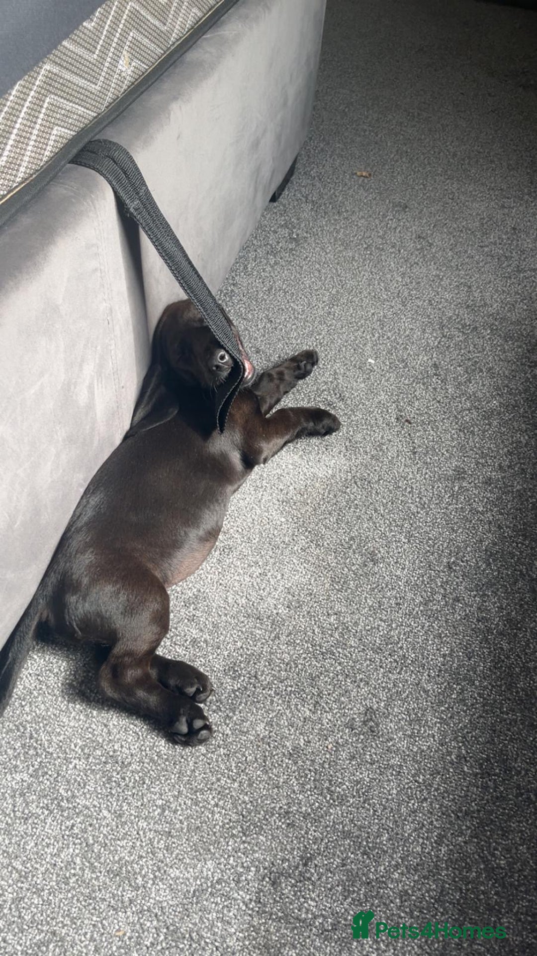 Mixed Breed dogs for sale: 6 month old Rocco - Image 5