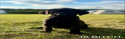 Labrador Retriever dogs for sale: Kc Health Tested Labrador puppies  - Advert 8
