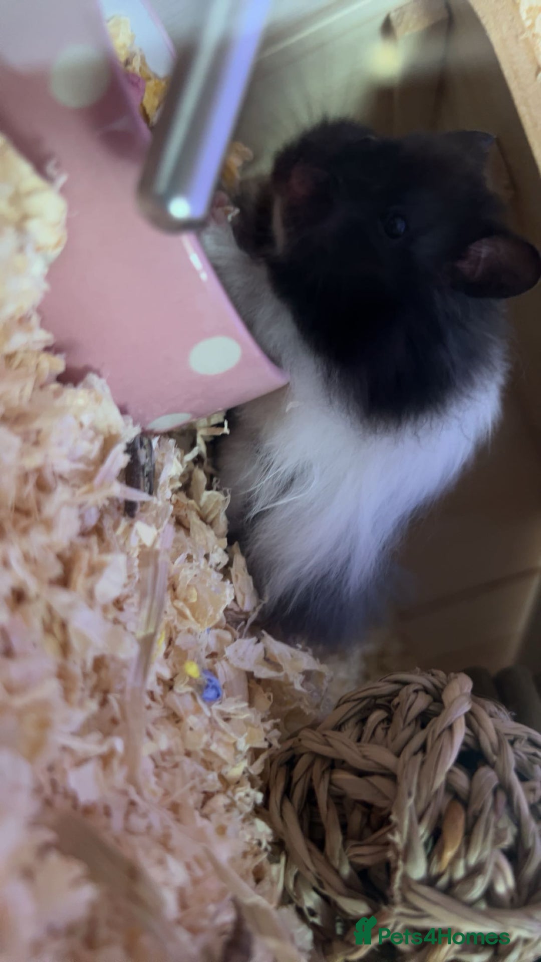 Hamster rodents for sale: playful hamster for sale. - Image 2