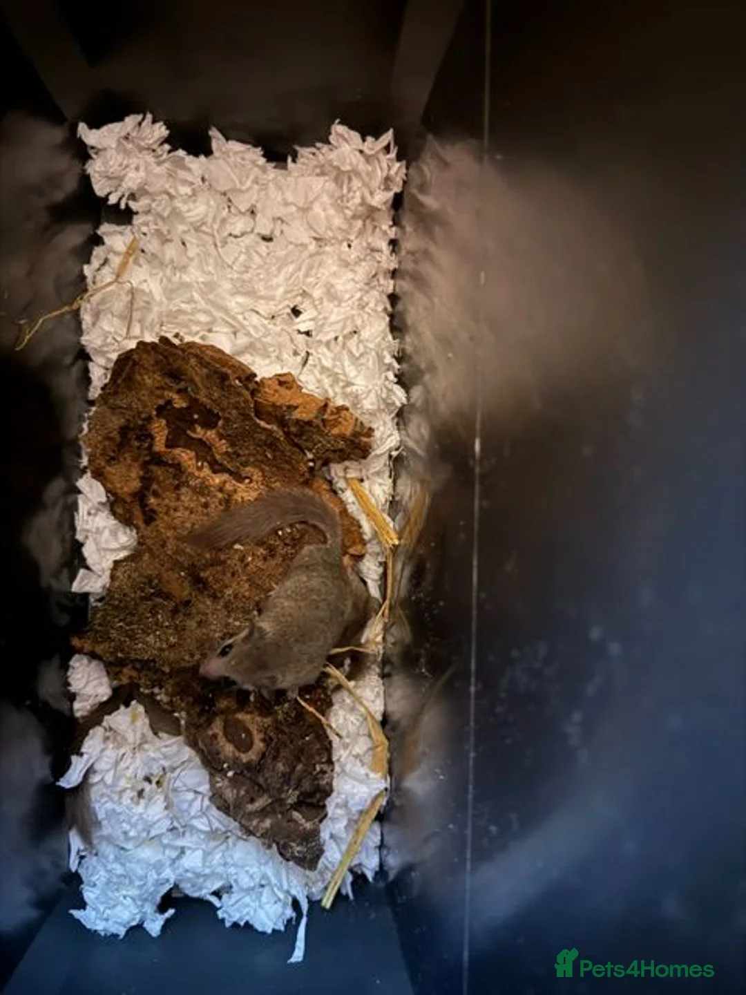 Mouse rodents for sale: Micro Squirrels for rehoming - Advert 4